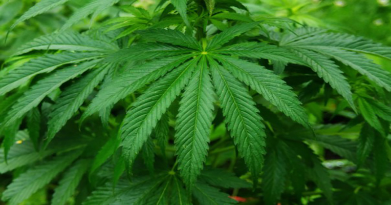 Italia sviluppa la sua industria della cannabis medica