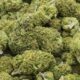 Il Senato italiano blocca la legalizzazione della cannabis leggera