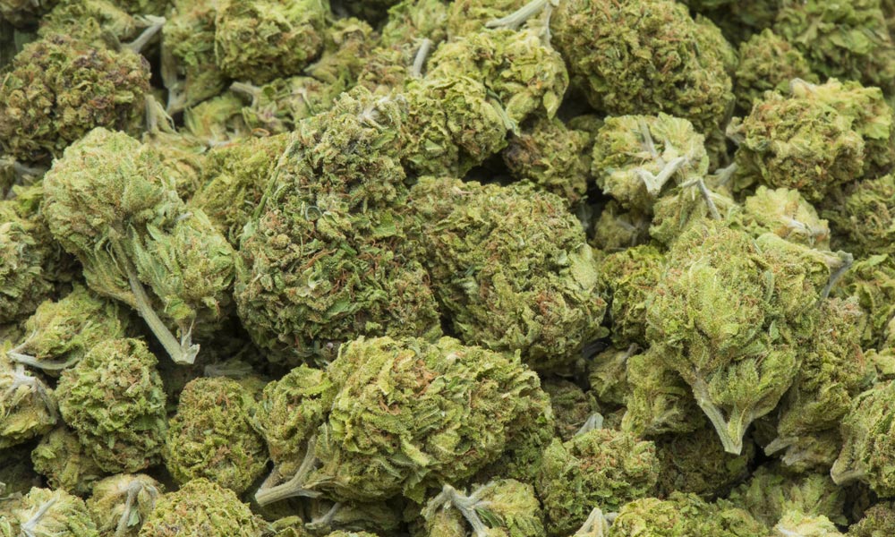 Il Senato italiano blocca la legalizzazione della cannabis leggera