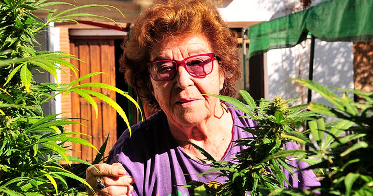 Abuela Marijuana