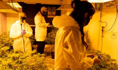 Les associations cultivent du cannabis en Argentine