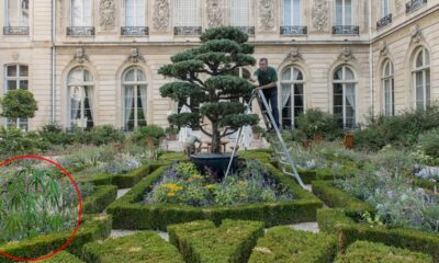 Du chanvre à l'Elysée