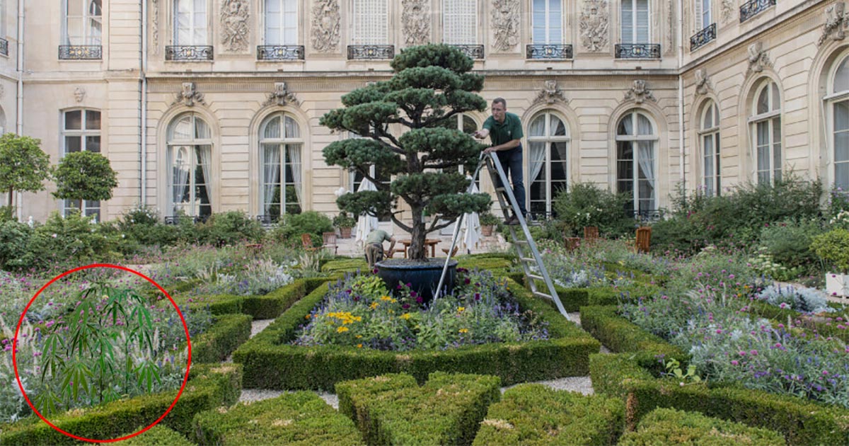 Du chanvre à l'Elysée