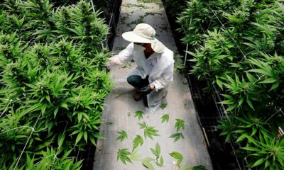 Malesia: via libera alla coltivazione della cannabis medica
