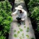 Malesia: via libera alla coltivazione della cannabis medica