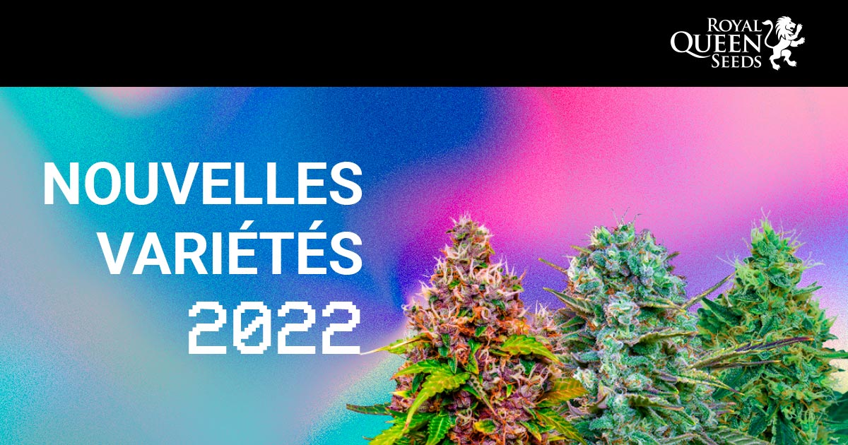 Nouvelles variétés Royal Queen Seeds