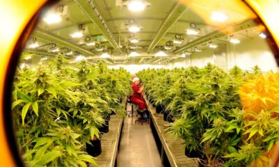 Alberta beneficia della cannabis