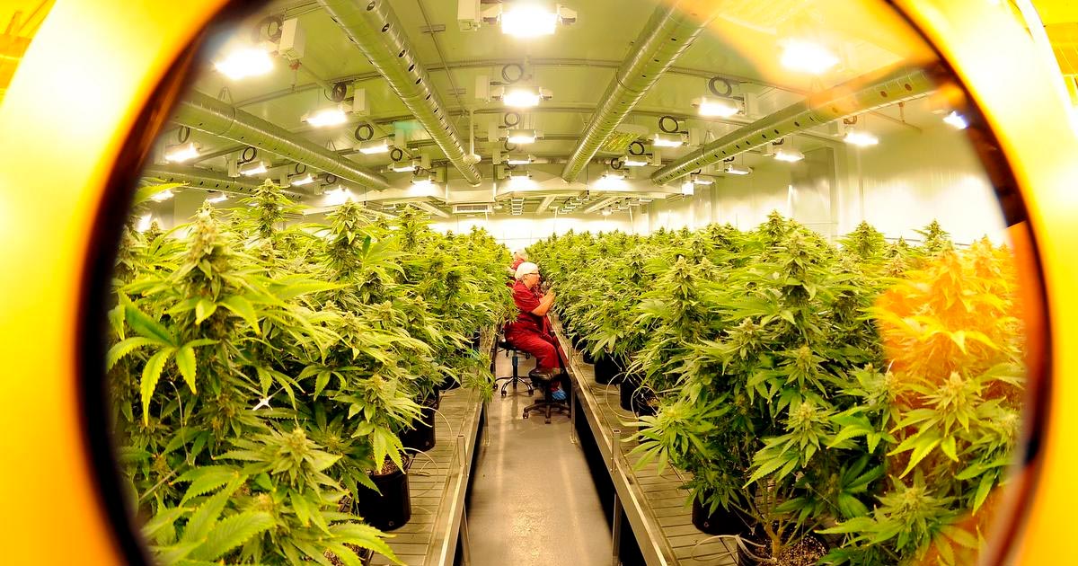 Alberta beneficia della cannabis