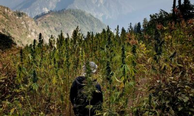 Cannabis in Nepal