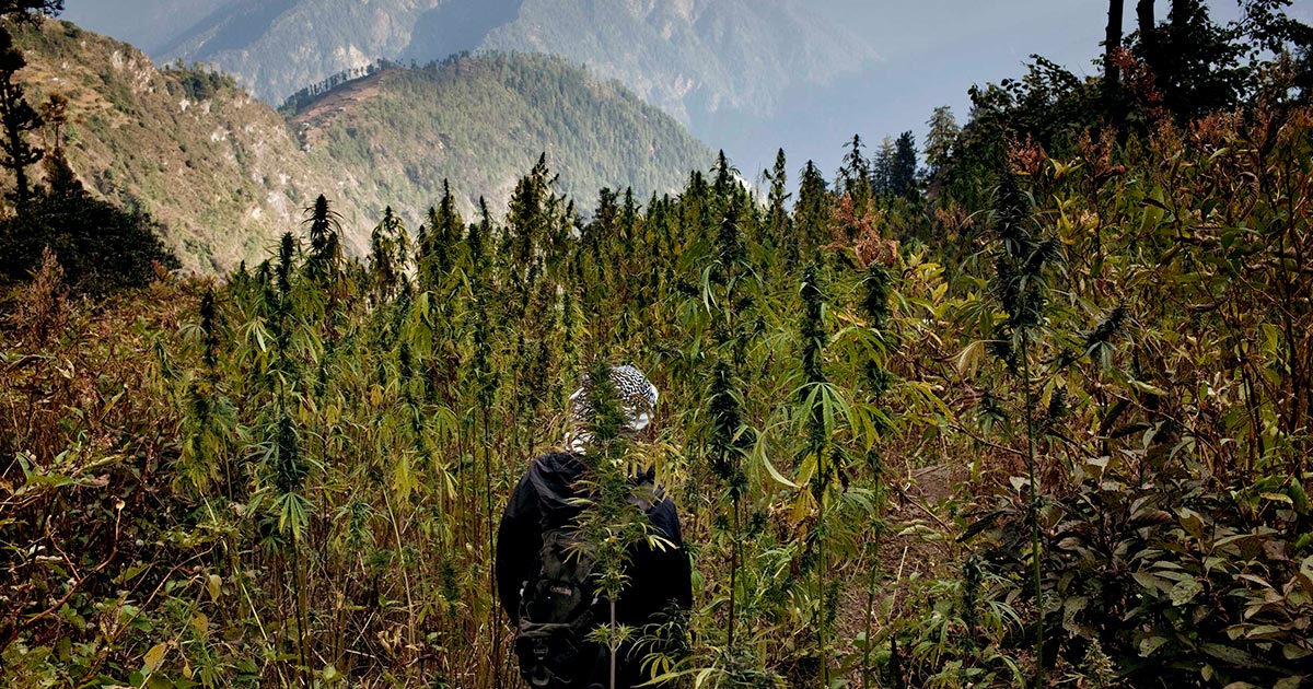 Cannabis in Nepal