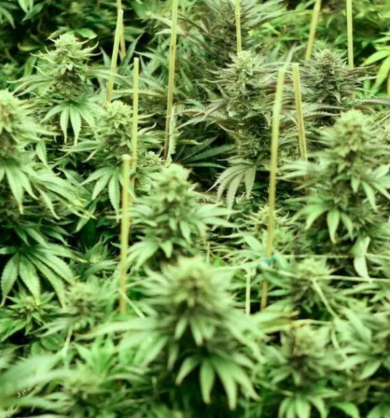 Cannabis in Zimbabwe