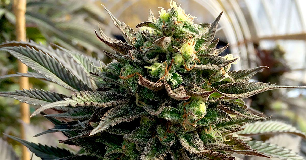Coltivazione di cannabis in California