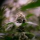 Legalizzazione della cannabis e riduzione delle droghe