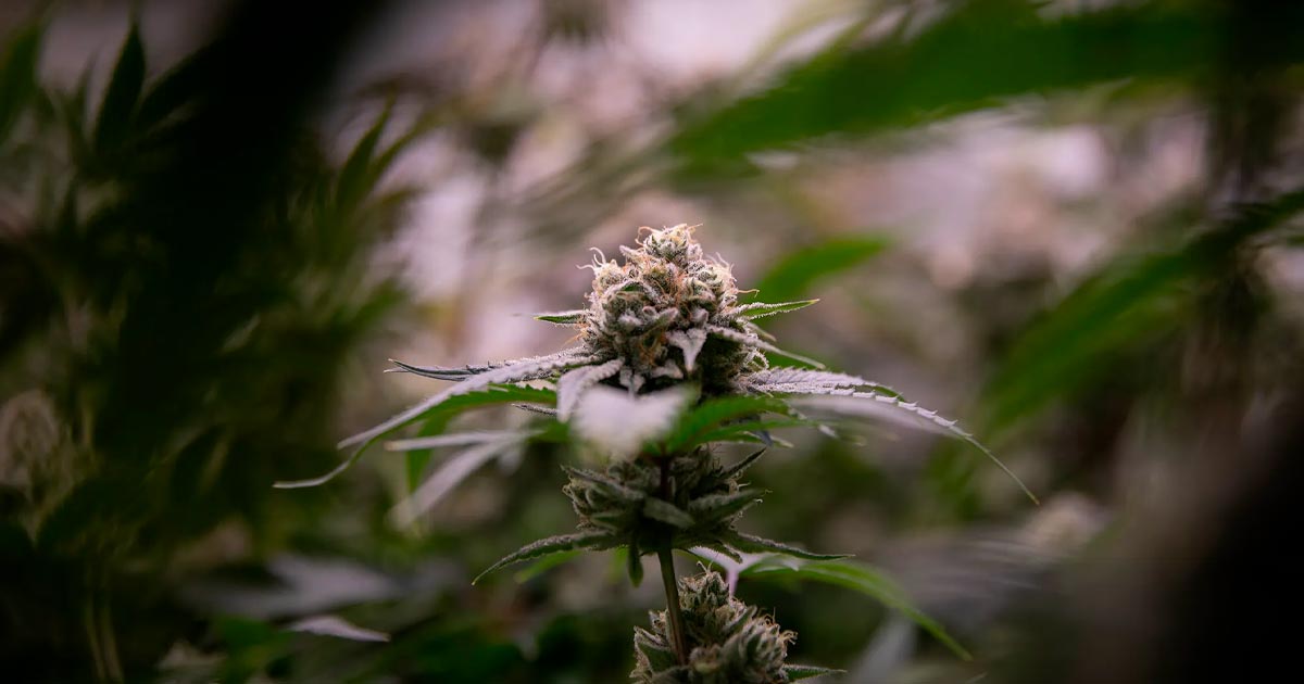 Legalizzazione della cannabis e riduzione delle droghe