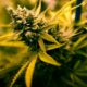 Legalizzazione della cannabis in Germania