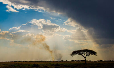 Zambia per coltivare la cannabis