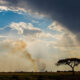 Zambia per coltivare la cannabis