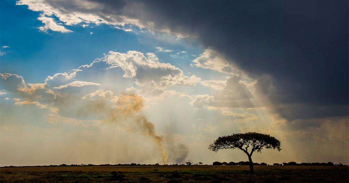 Zambia per coltivare la cannabis