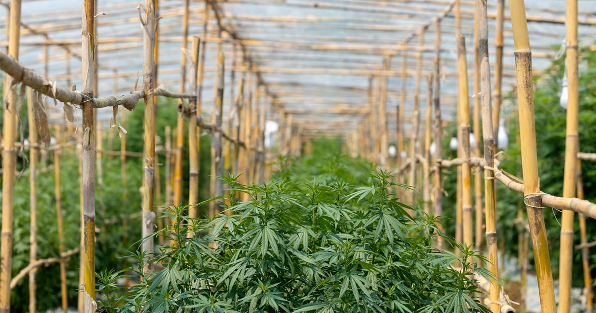 L'autocoltivazione della cannabis in Thailandia