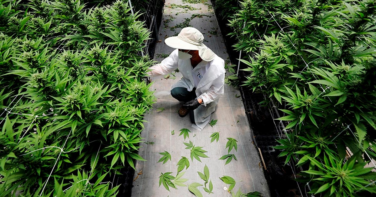 Coltivazione di cannabis terapeutica in Malesia