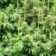 Cannabis in Zimbabwe
