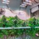 L'autocoltivazione di cannabis in Lussemburgo