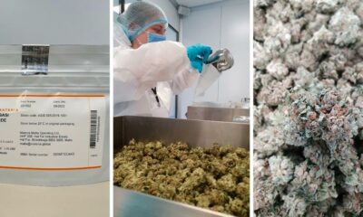 Materia esporta cannabis in Germania