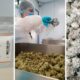 Materia esporta cannabis in Germania
