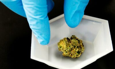 Analisi della cannabis in California