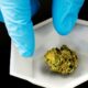 Analisi della cannabis in California