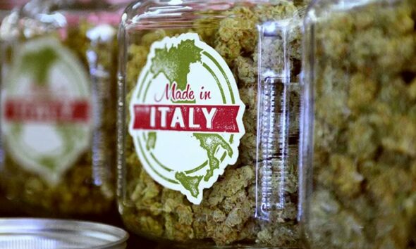 Autoproduzione di cannabis in Italia