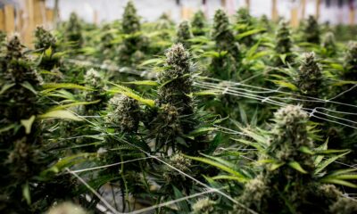 Sgravi fiscali sulla cannabis in California