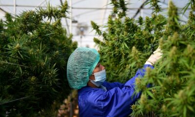 Legge sulla ricerca sulla cannabis