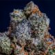 Cannabis e Covid