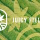 Truffa di Juicy Fields