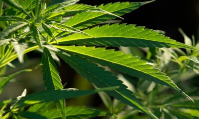 Legalizzazione della cannabis in Colombia