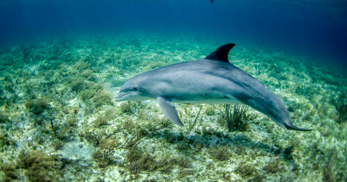 Endocannabinoidi e delfino