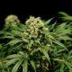 Legalizzazione della cannabis in Australia