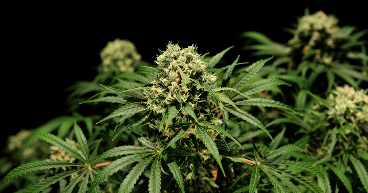 Legalizzazione della cannabis in Australia