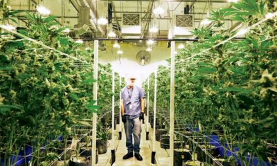 Microcultura della cannabis in Québec