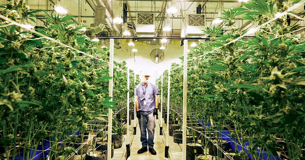 Microcultura della cannabis in Québec