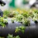 Ritardo nella distribuzione di cannabis a Basilea