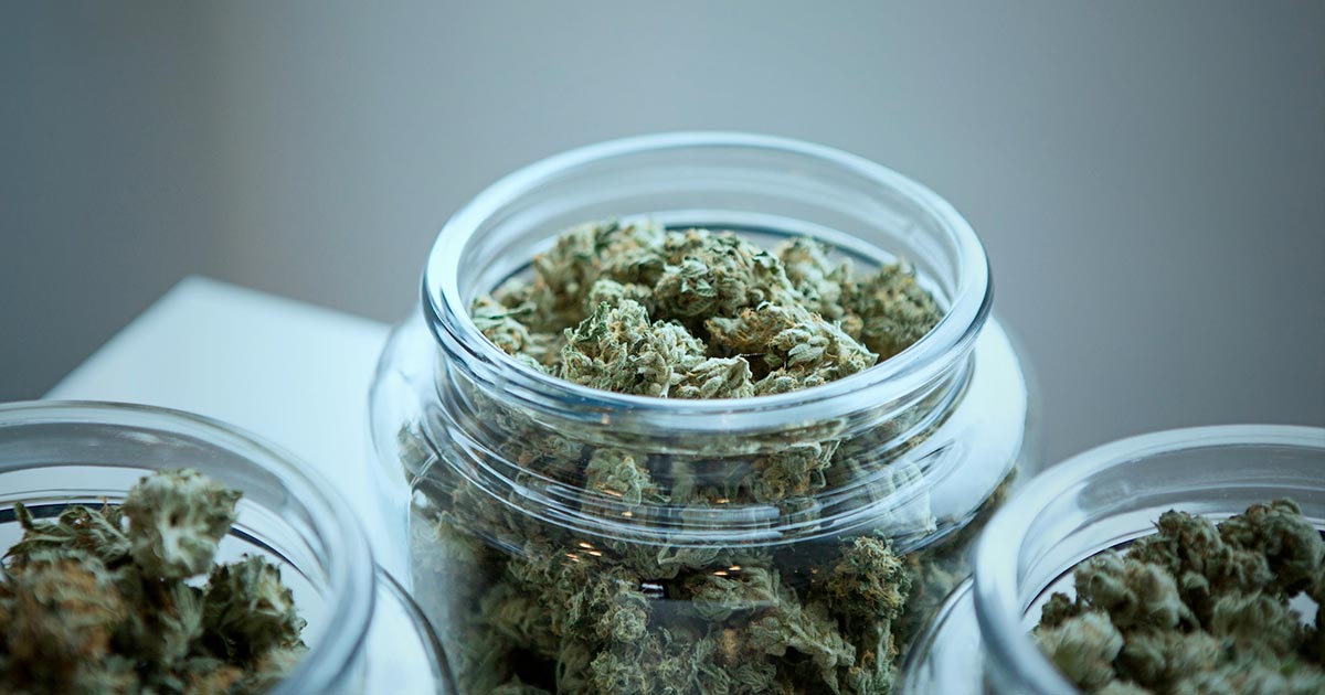 Studio indipendente sulla cannabis