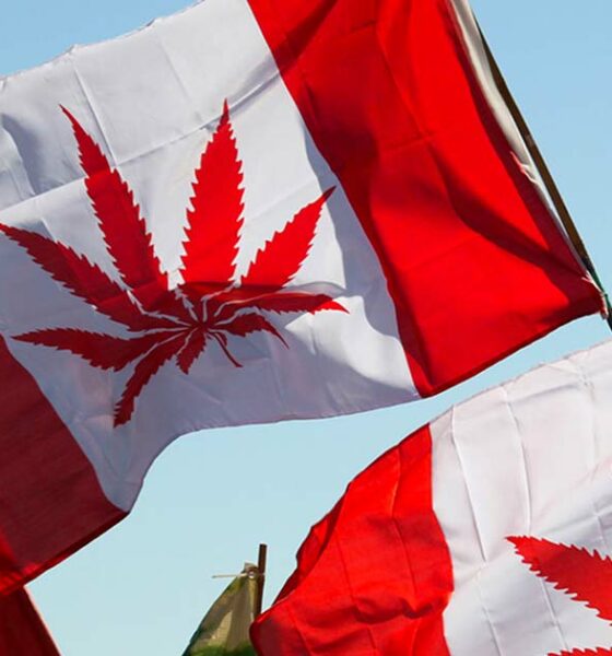 4 anni di legalizzazione della cannabis in Canada