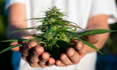 Coltivare la cannabis in casa in Canada