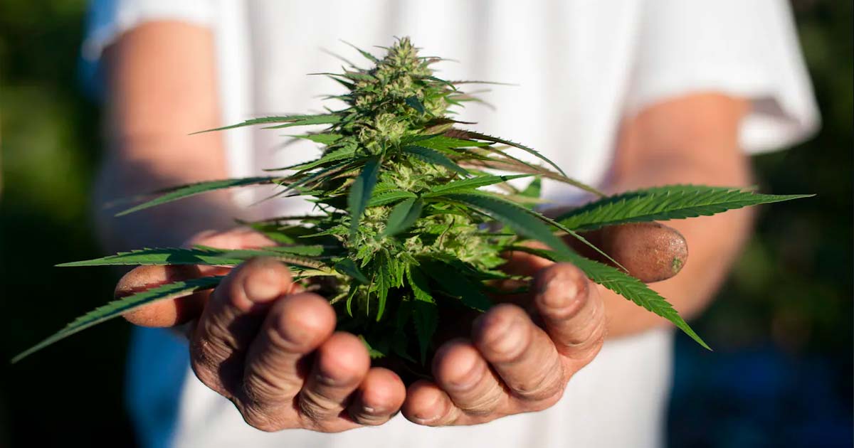 Coltivare la cannabis in casa in Canada