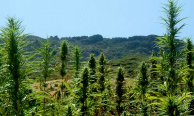 Licenze per la cannabis in Marocco