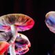 Perché i funghi sono psichedelici
