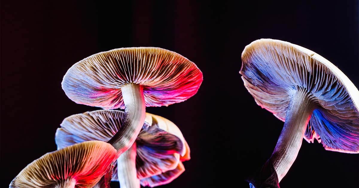 Perché i funghi sono psichedelici