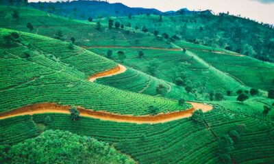 Coltivazione di cannabis in Sri Lanka